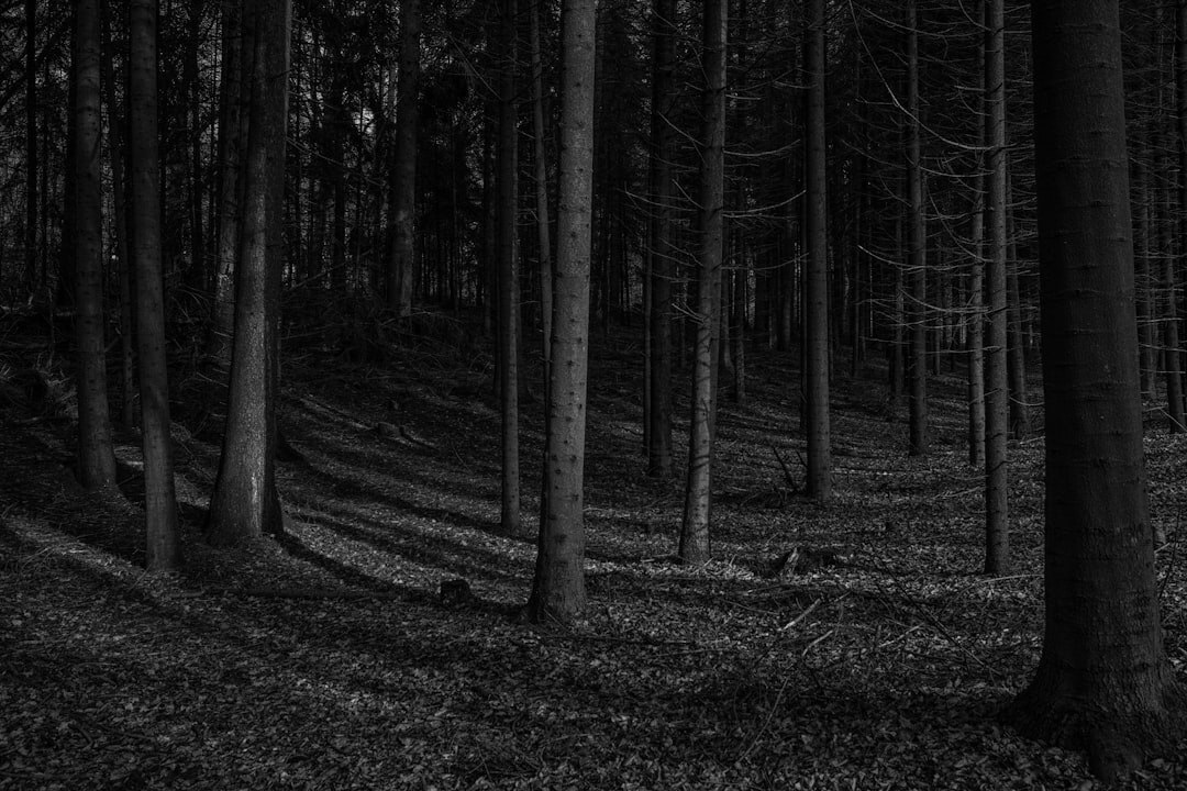 dark mysterious forest